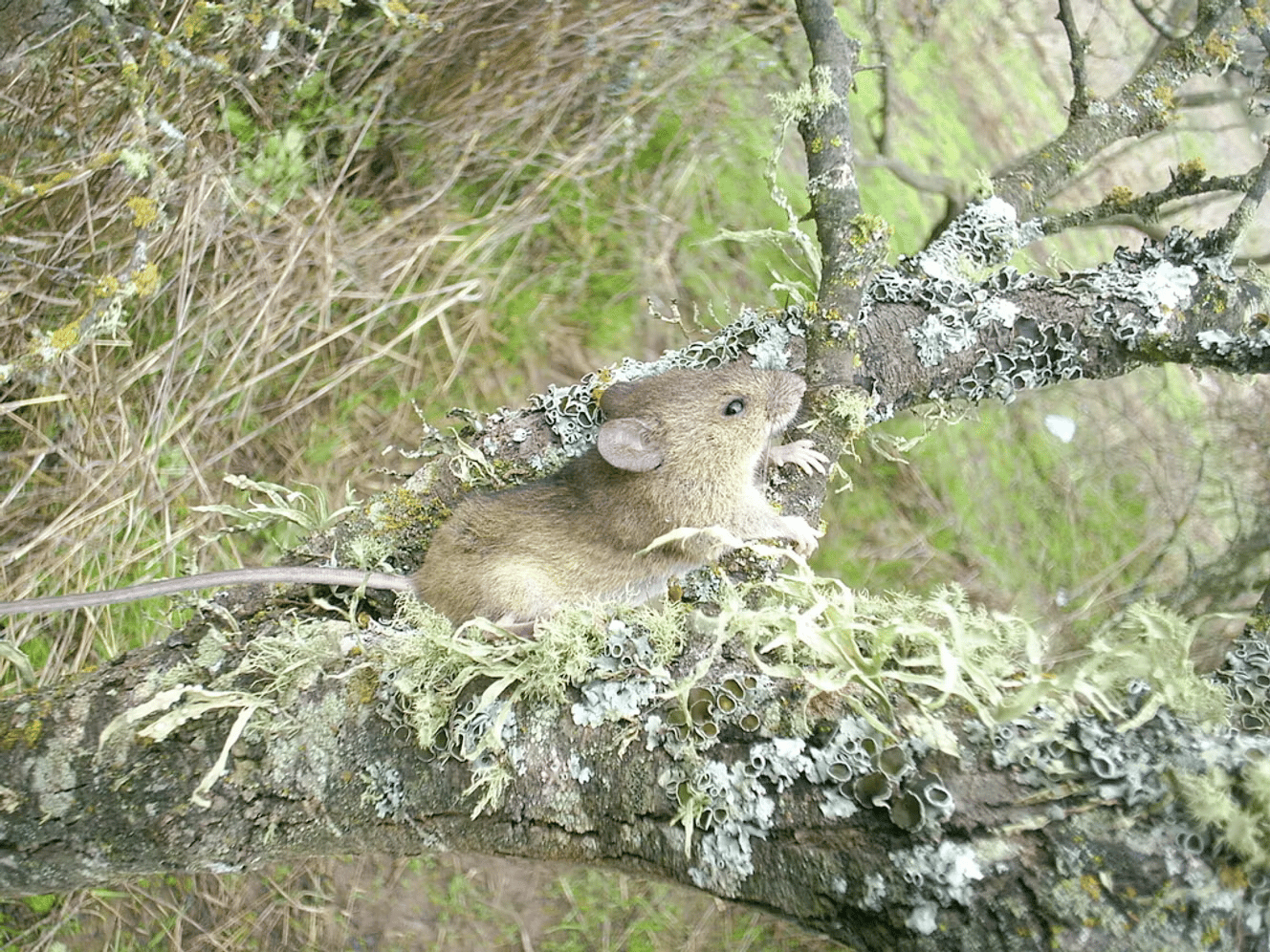 Tout ça parce qu'un touriste s'est frotté à des sécrétions de ce charmant petit rat ?