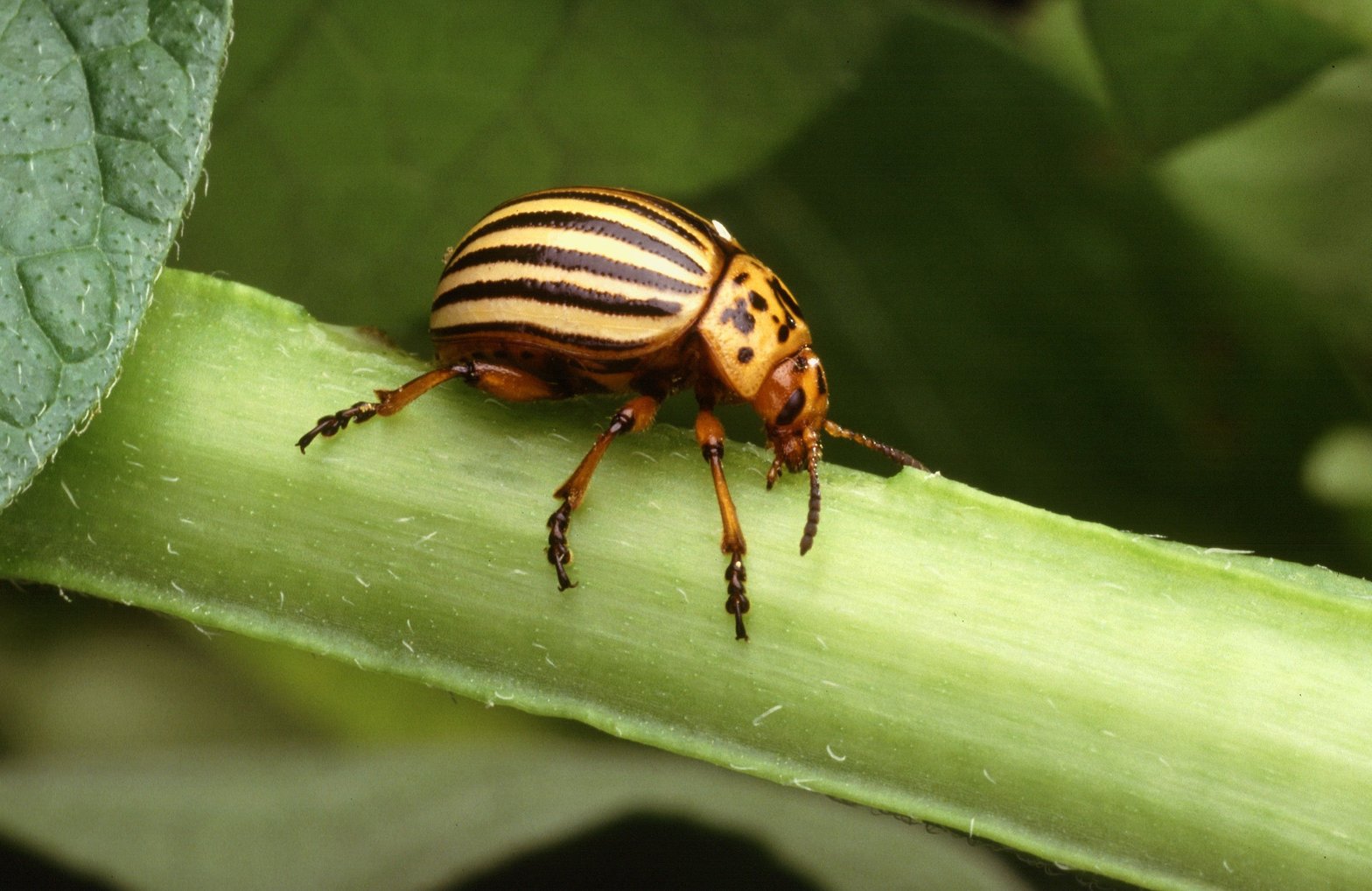 Un doryphore adulte © Scott Bauer, USDA ARS