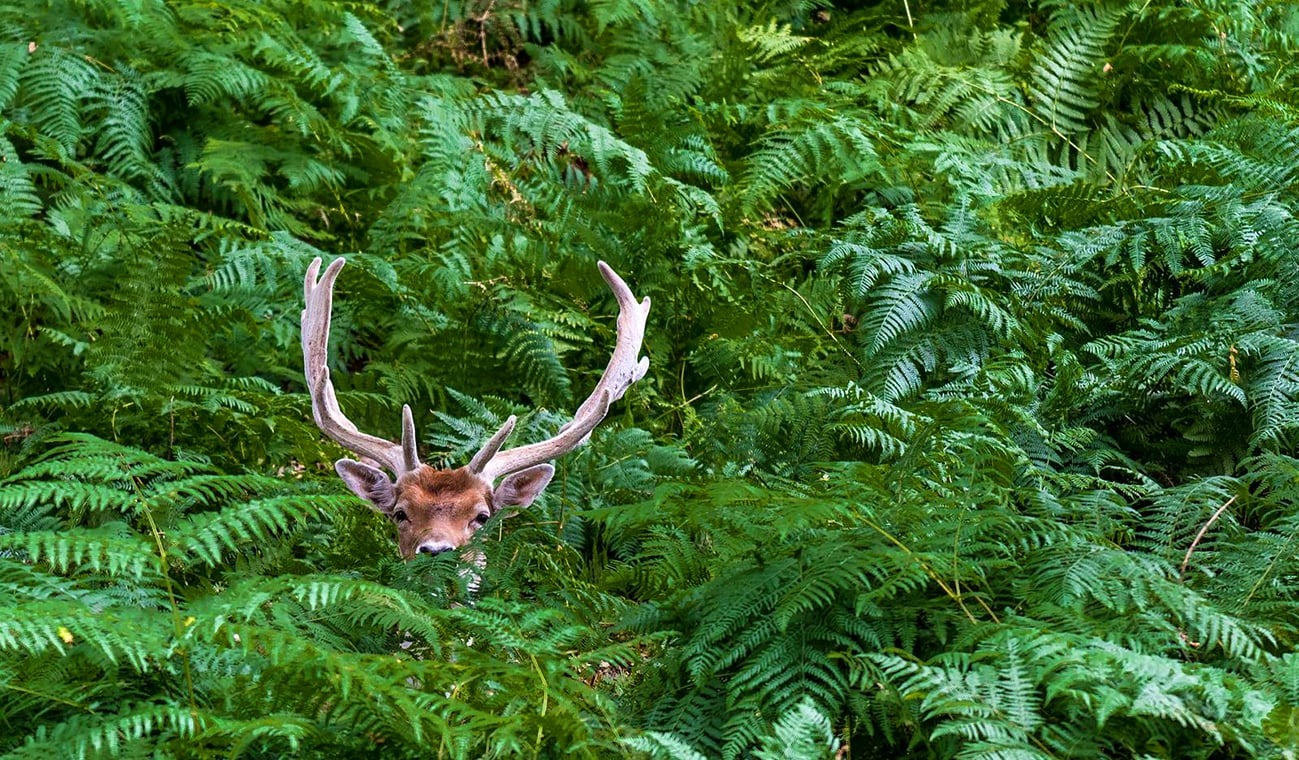 Daim caché en forêt de Rambouillet - 1er prix "Destination forêt" de l'ONF - ©Rémy BOUJU