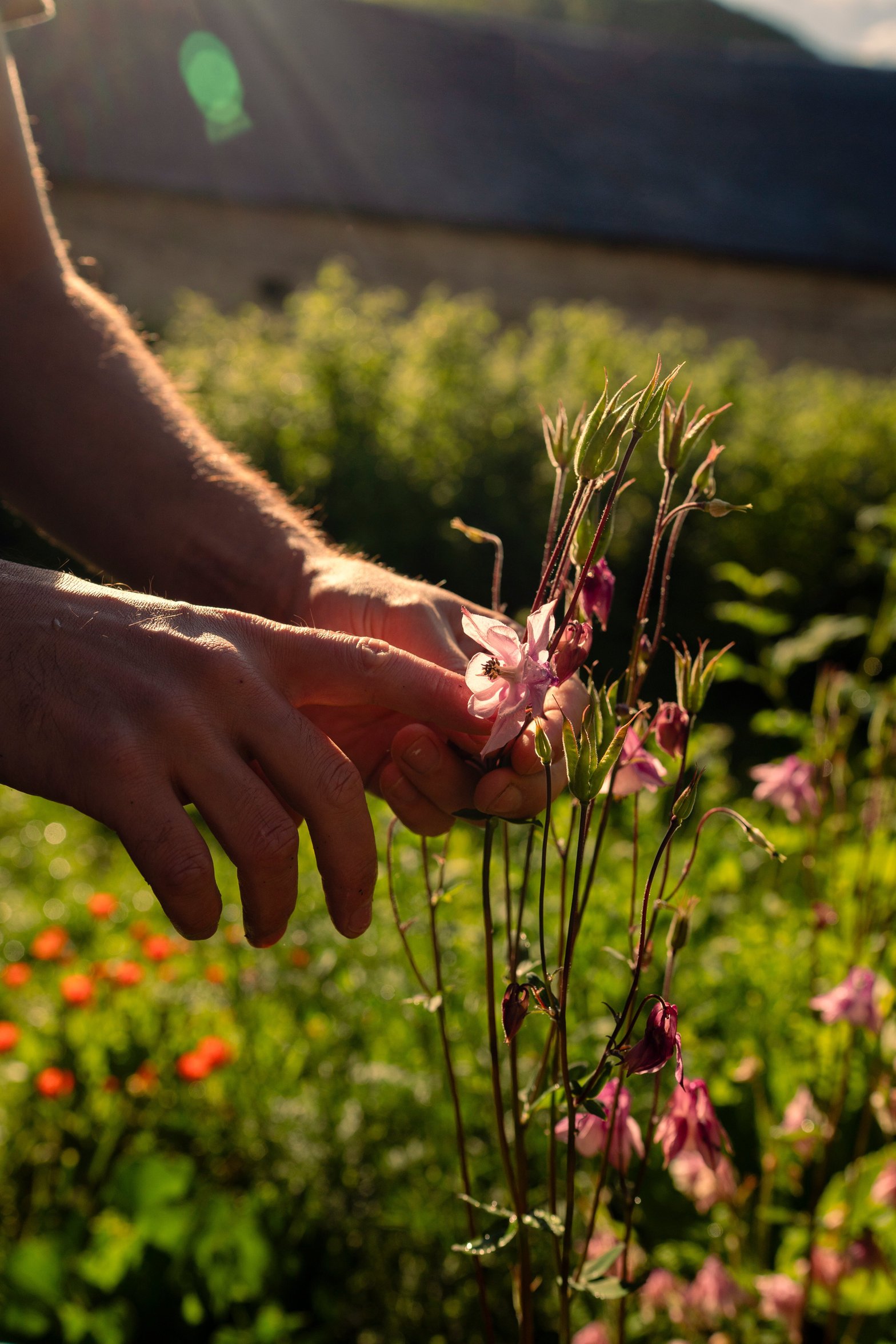 Les ancolies de mon jardin © Cloé Harent 
