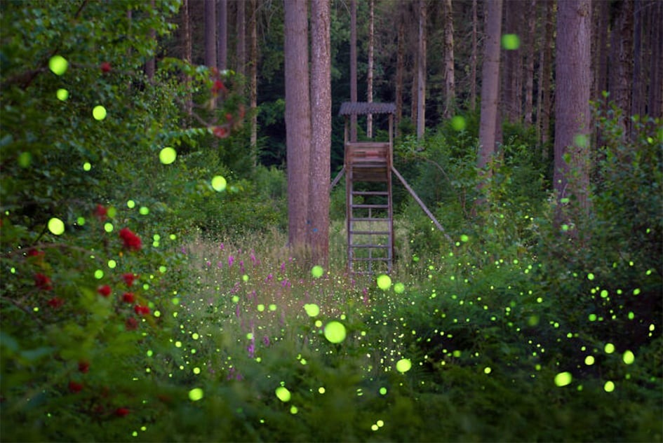 « Murmures de lumière » (lucioles) par Ronja Linssen - Allemagne