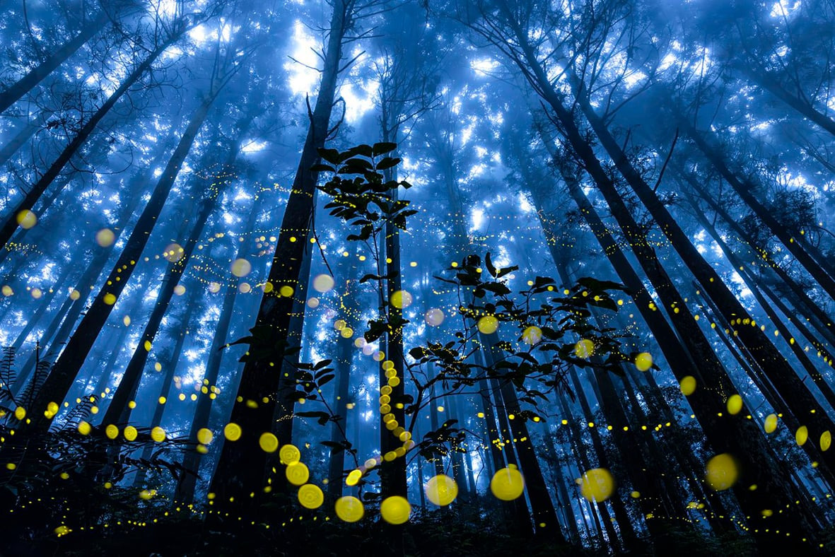 ©Shirley Wung - Forest Award
