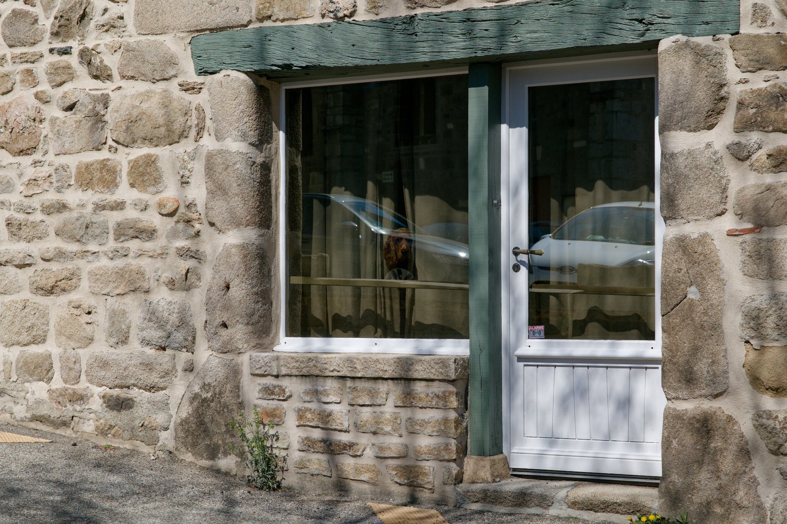 Instantané canin lors d'une petite randonné dans les Monts du Lyonnais que j'aurais certainement l'occasion de partager plus en détail avec vous bientôt — mais il fallait bien quelques photos pour un édito d'une newsletter… de photos !