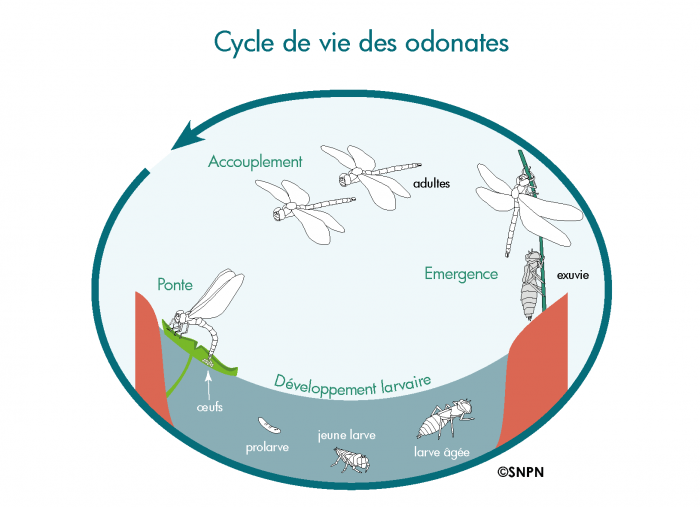 Cycle de vie des odonates © Société nationale de protection de la nature